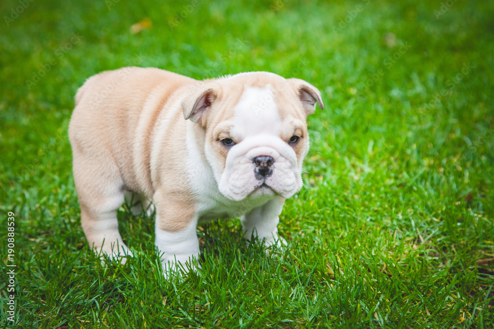 english bulldog