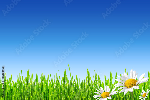 fresh spring green grass with drops of dew and wild daisies on blue sky background © ruslan_khismatov