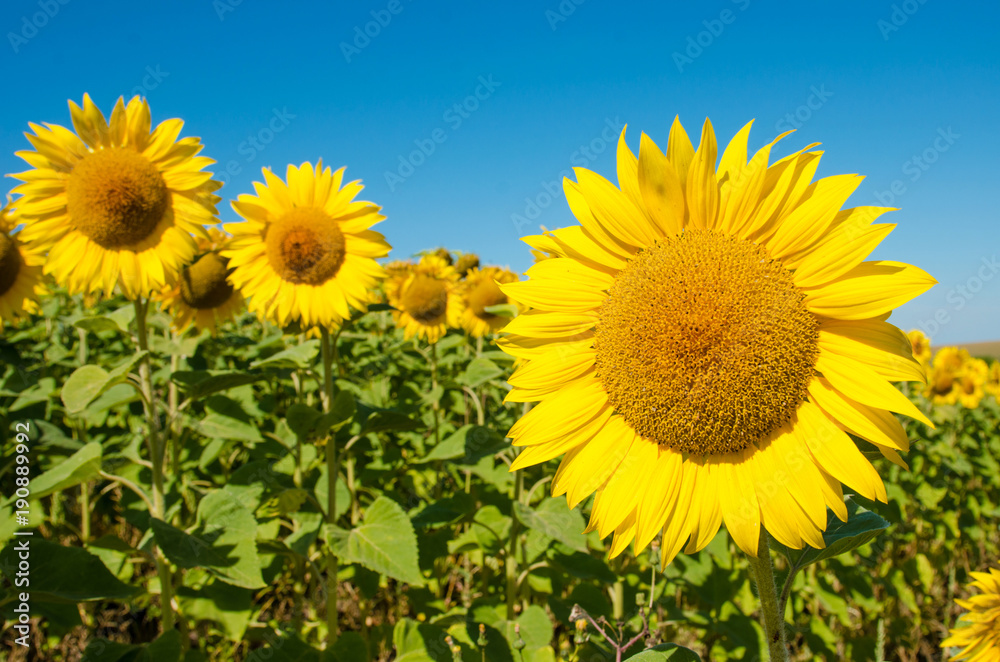 The charming landscape of sunflowers against the sky