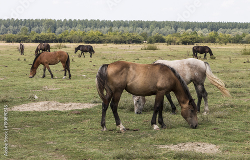 Horses eat the grass