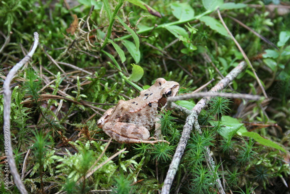 Frog in the forest