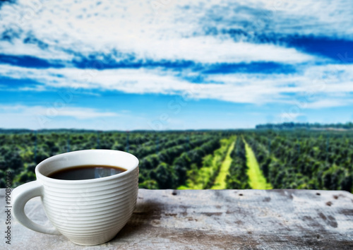 Coffee cup on wooden floor in the coffee plantation with blue sky
