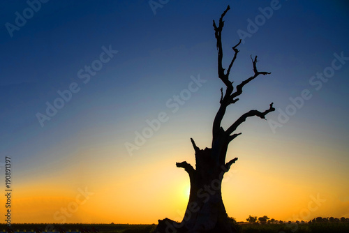 Landscape view silhouette dry tree on sunset lighting background, Stump tree view at U-Bein bridge is famous place in Mandalay, Myanmar 