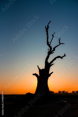 Landscape view silhouette dry tree on sunset lighting background, Stump tree view at U-Bein bridge is famous place in Mandalay, Myanmar 