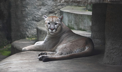 Crédence de cuisine Puma Lion des montagnes au repos paisible  © Primastock