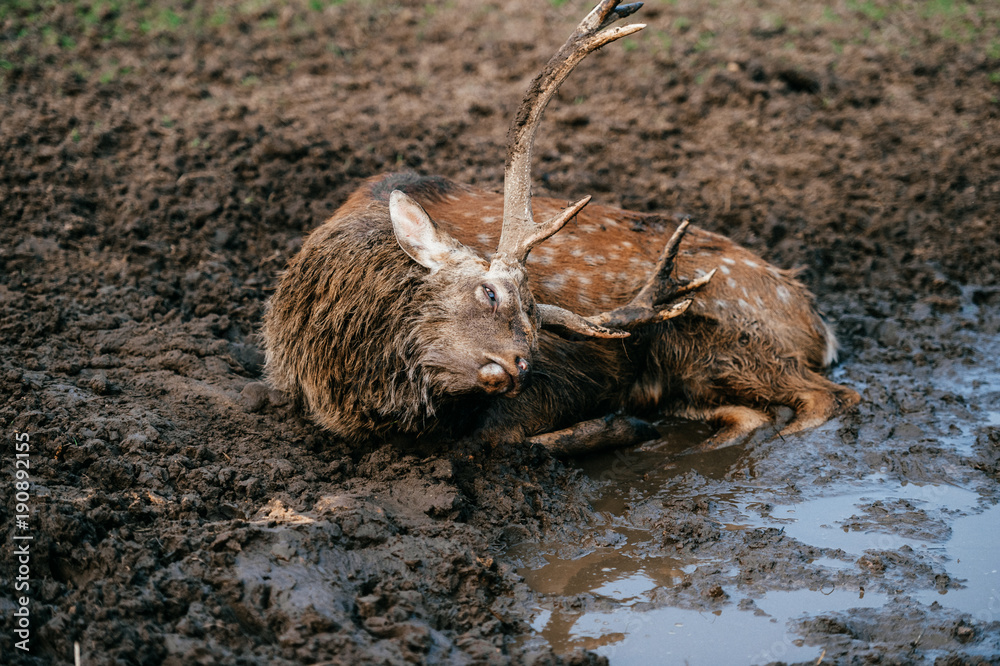 Deer resting and sleeping in mud. Expressive portrait of dead wild animal lying in dirt and Deer resting and sleeping in mud. Expressive portrait of dead wild animal lying in dirt and