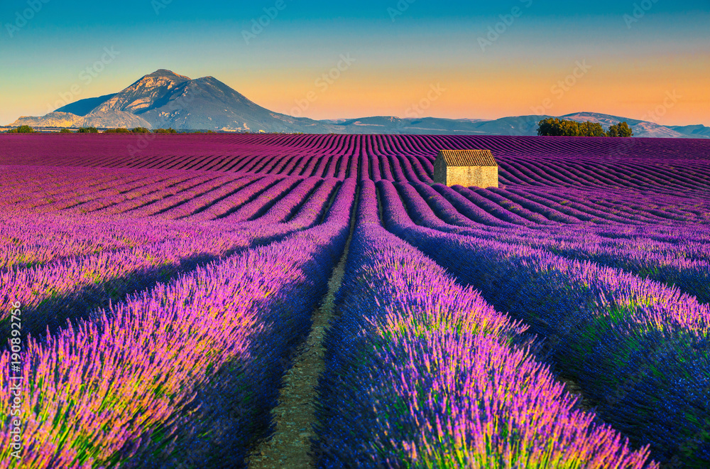 Breathtaking nature landscape with lavender fields in Provence, Valensole, France - obrazy, fototapety, plakaty 