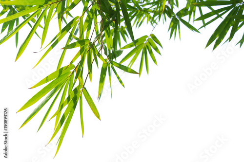 green bamboo leaves isolated on white