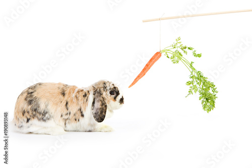 Rabbit: Trying To Tempt With Carrot On A Stick