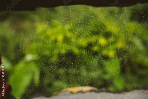 Green spider web