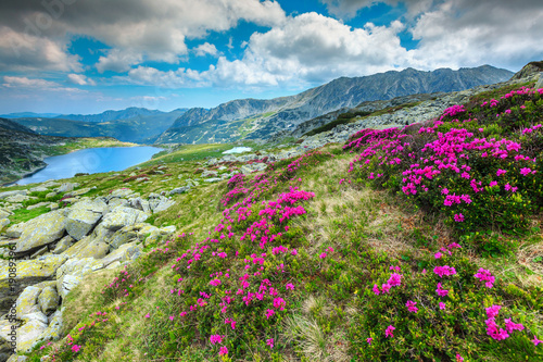 Colorful rhododendron flowers and Bucura mountain lake  Retezat mountains  Romania