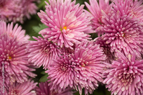 pink flowers