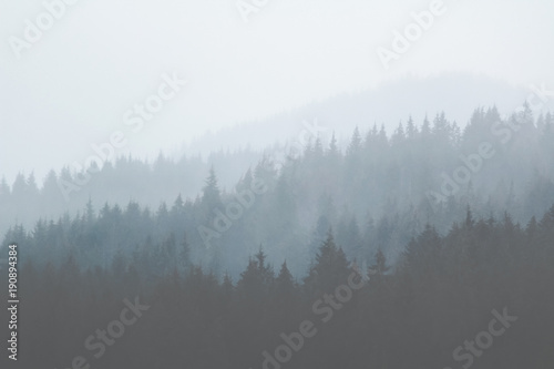 Forest in the mountains in the early morning in a strong fog