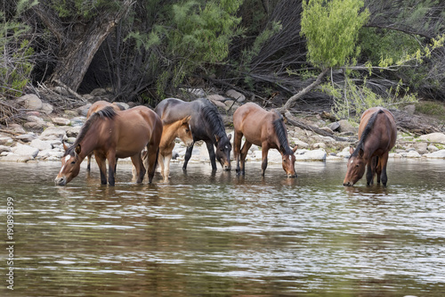 Wild Horses © Carol