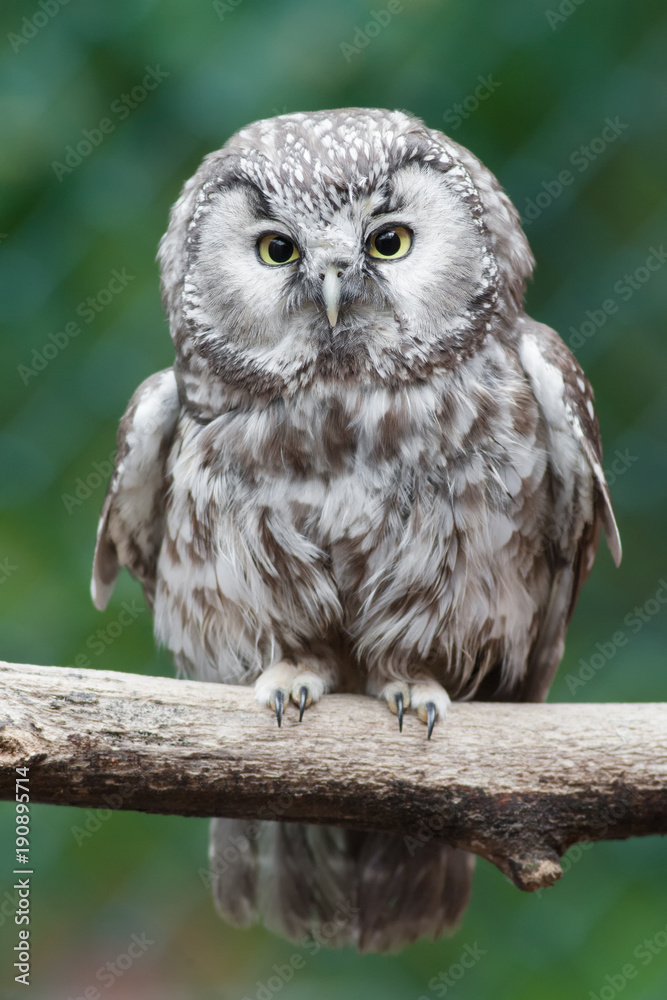 Fototapeta premium Raufußkauz (Aegolius funereus)