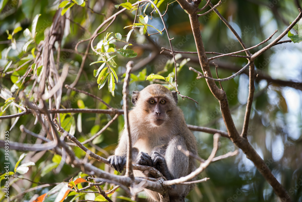 Long-tailed macaque or Crab-eating macaque on the tree in forest Long-tailed macaque or Crab-eating macaque on the tree in forest