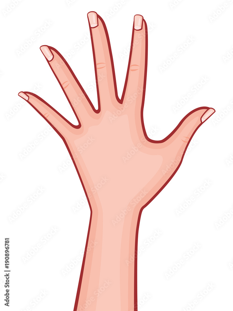 Elegant Woman Hand Palm Down with Spread out Fingers with French Manicure Retro Style Vector Outlined Illustration Isolated on White Elegant Woman Hand Palm Down with Spread out Fingers with French Manicure Retro Style Vector Outlined Illustration Isolated on White
