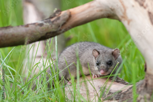 Siebenschläfer (Glis glis)