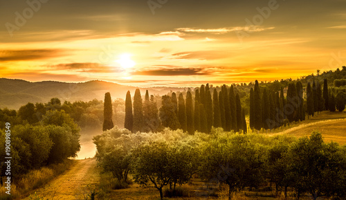 Sunrise over olive field