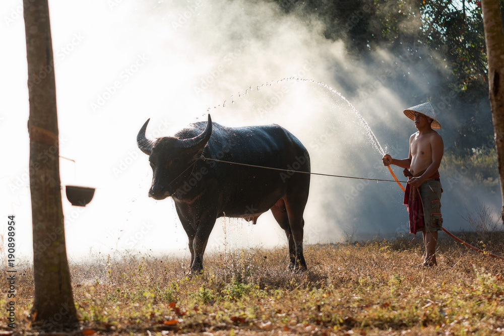 Φωτογραφία Thai farmer bathe to the buffalo in the countryside rice field,Is a lifestyle Asia farmer