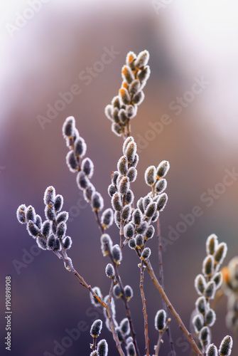 fluffy  Easter willow branches bloom in early spring in gentle lilac tones