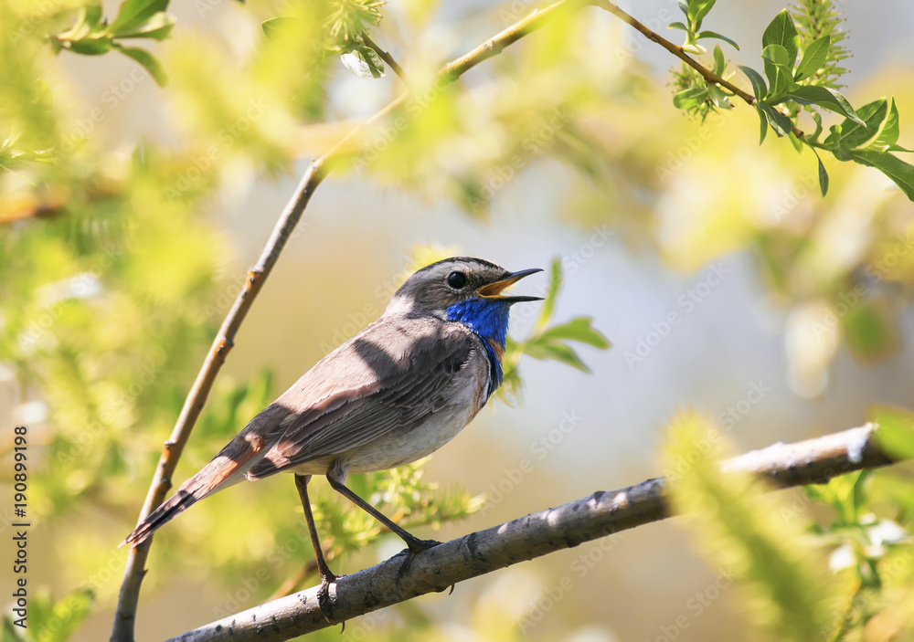 bird striking male Bluethroat sitting on a branch of the willow and sings a song in may the garden on a Sunny day