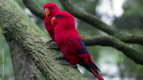 Pair of red parrots sitting on the tree branch