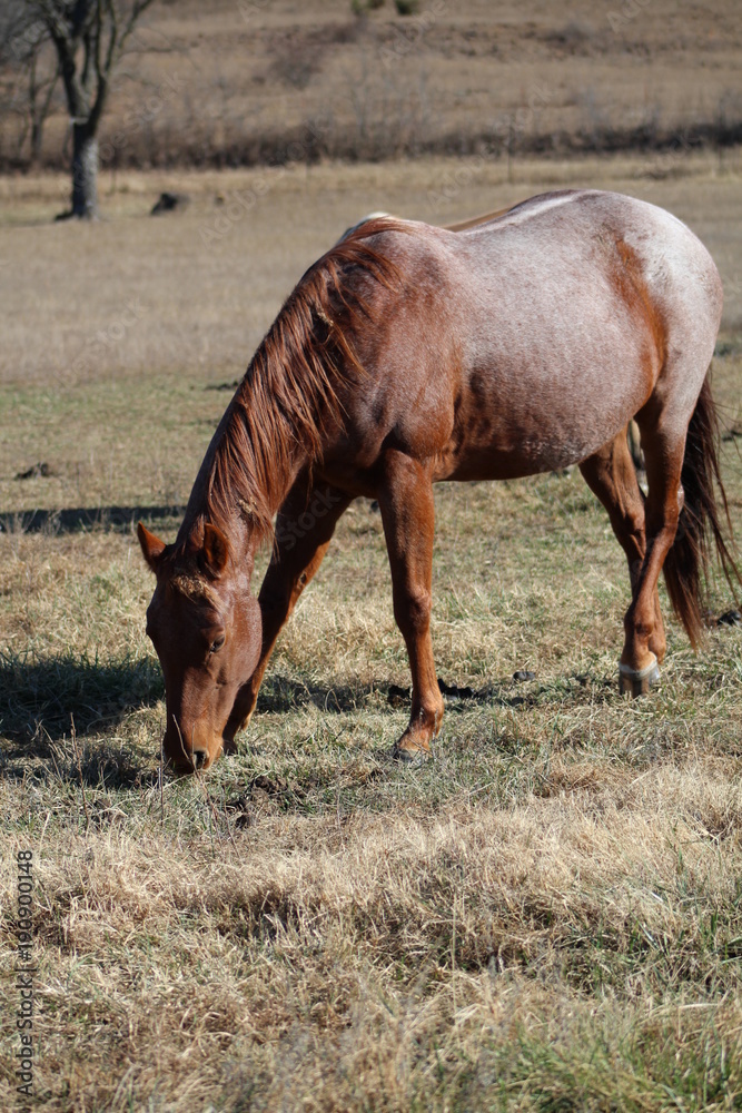 brown horse in field 