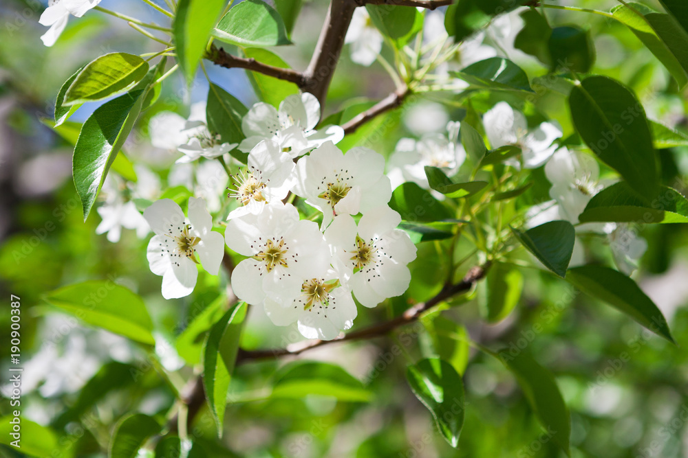 Cherry tree spring blossom, branch with flowers Cherry tree spring blossom, branch with flowers