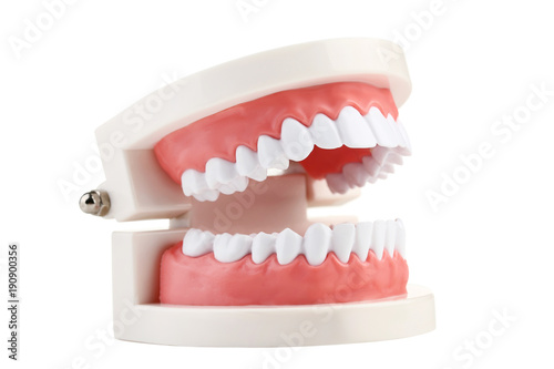 Teeth model isolated on white background