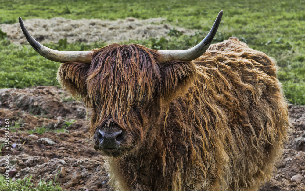 Highland Cattle Highland Cattle