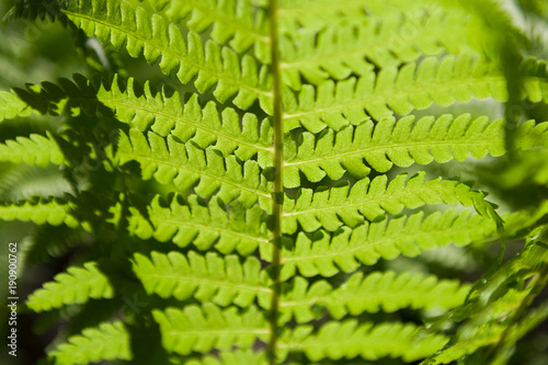 Green background of beautiful fern leaves photo