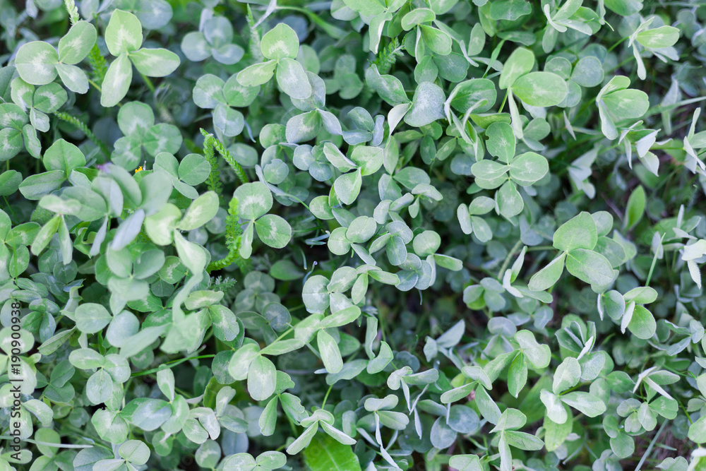 Green purslane summer background, copy space Green purslane summer background, copy space