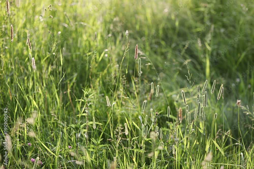 Landscape is summer. Green trees and grass in a countryside land Landscape is summer. Green trees and grass in a countryside land