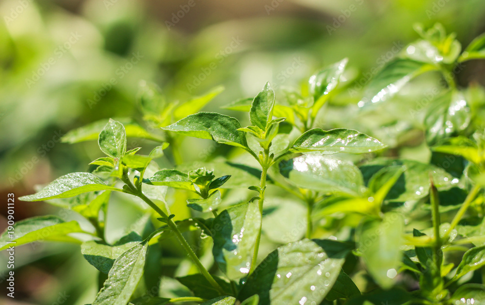 Hoary Basil, Lemon Basil, Thai Lemon Basil in vegetable garden. Hoary Basil, Lemon Basil, Thai Lemon Basil in vegetable garden.