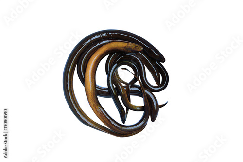 stack of freshwater eel on white background isolated