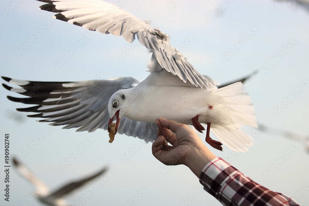 Obraz premium Seagull eating food off human's hand. Selective focus and shallow depth of field.