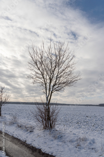 Single leafless tree in winter with gray clouds in the background