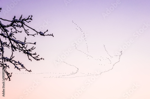 View on bird migration in purple sky