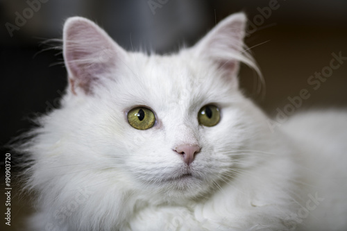 White Cat Photo