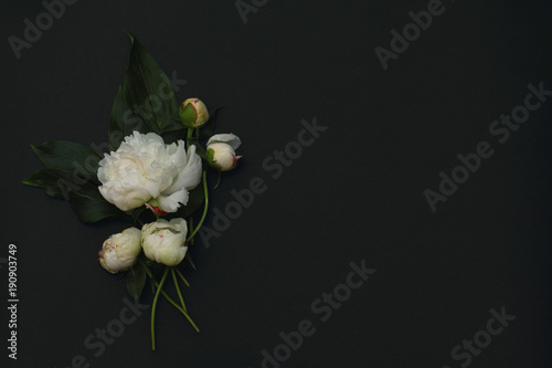 Minimal concept. Beautiful peony flower and green leaves on a dark background. Creative layout