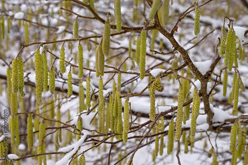 Corylus avellana Blüte im Schnee photo