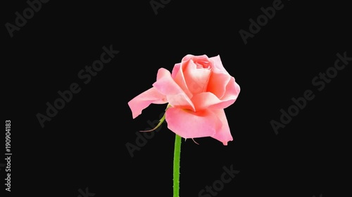 Time-lapse of dying pink Saphir rose 3x1 in PNG+ format with ALPHA transparency channel isolated on black background
 photo