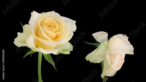 Time-lapse of opening and dying soft white Renate rose 3d1 in PNG+ format with ALPHA transparency channel isolated on black background
 photo