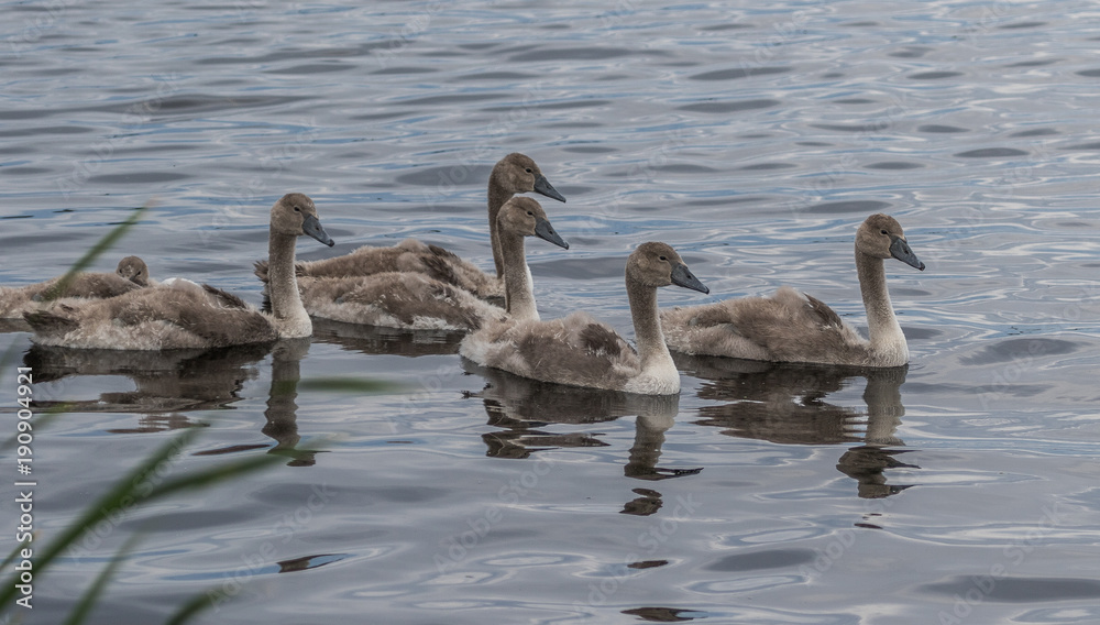 Juvenile Mute Swan Clutch Juvenile Mute Swan Clutch