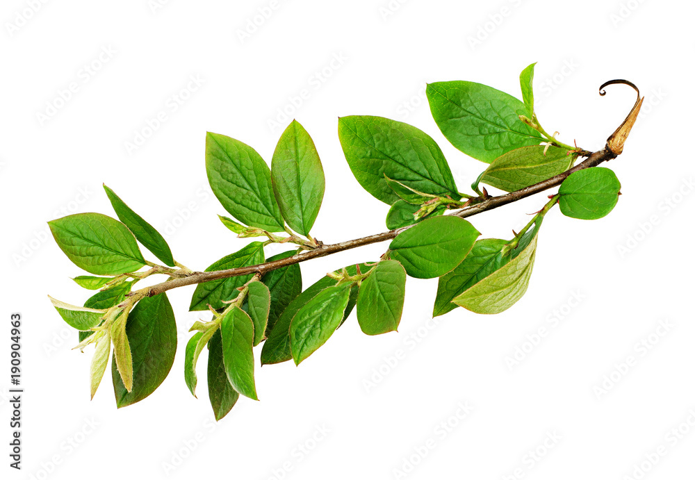Fototapeta premium Fresh green leaves branch