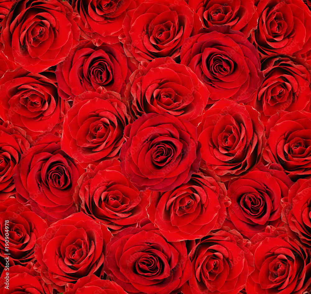 Red rose flowers for background Red rose flowers for background