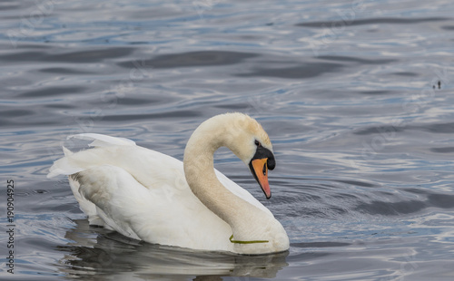 Mute Swan 