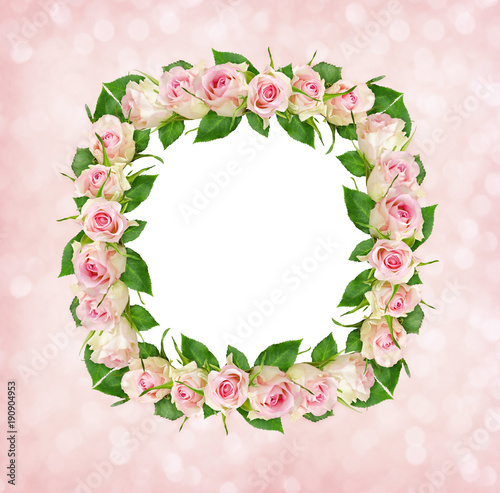 Beautiful pink rose flowers...