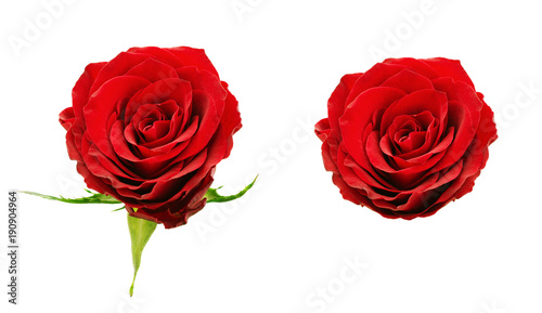 Set of red rose flowers